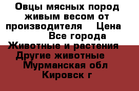 Овцы мясных пород живым весом от производителя. › Цена ­ 110 - Все города Животные и растения » Другие животные   . Мурманская обл.,Кировск г.